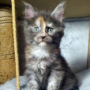 Maine Coon kitten Maddy 2