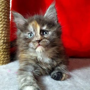 Maine Coon kitten Maddy 3