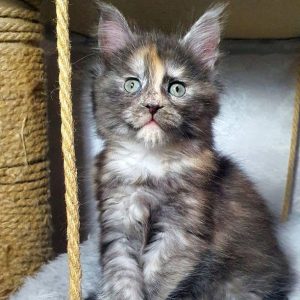 Maine Coon kitten Maddy 4