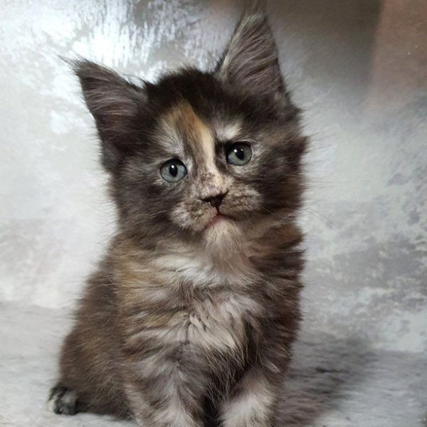 Maine Coon kitten Maddy 6