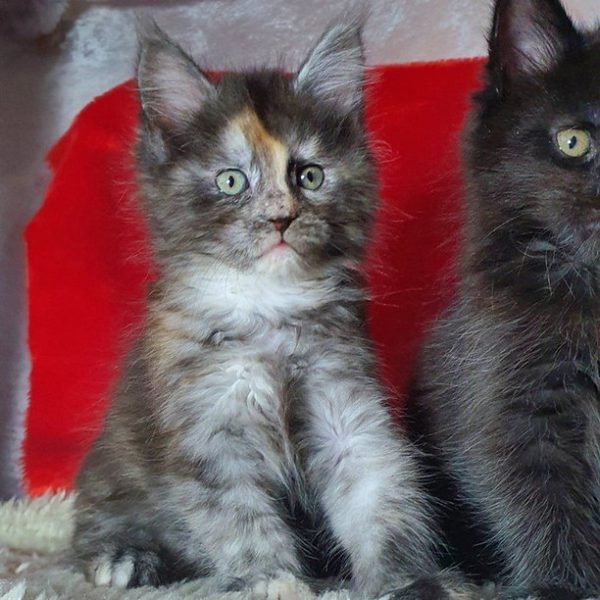 Maine Coon kitten Maddy 7