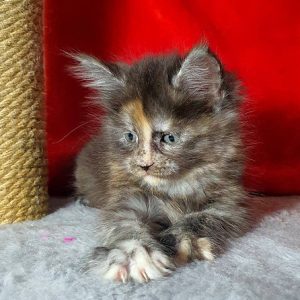 Maine Coon kitten Maddy 9