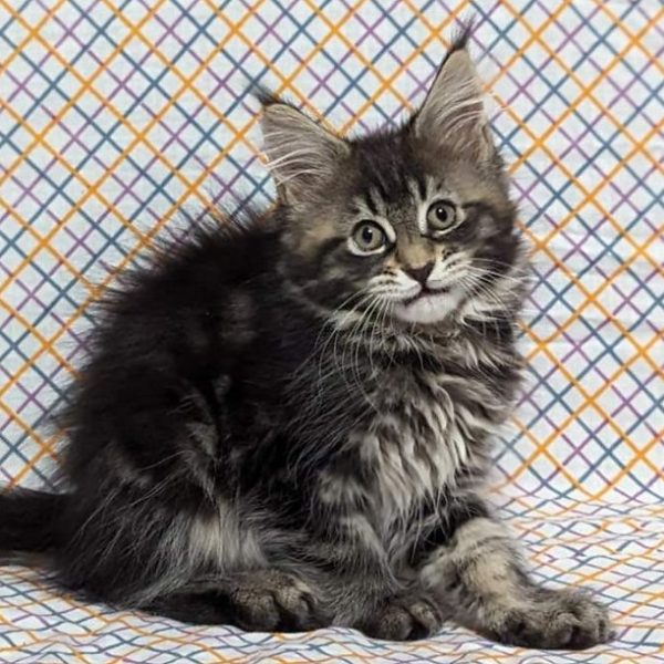 Maine Coon kitten - Mimsy