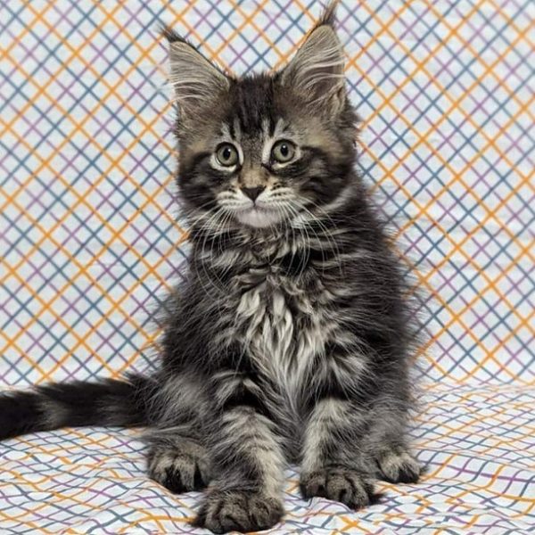 Maine Coon kitten Mimsy 2