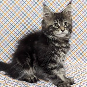 Maine Coon kitten Mimsy 3