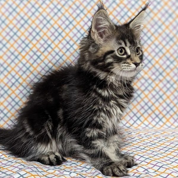 Maine Coon kitten Mimsy 4