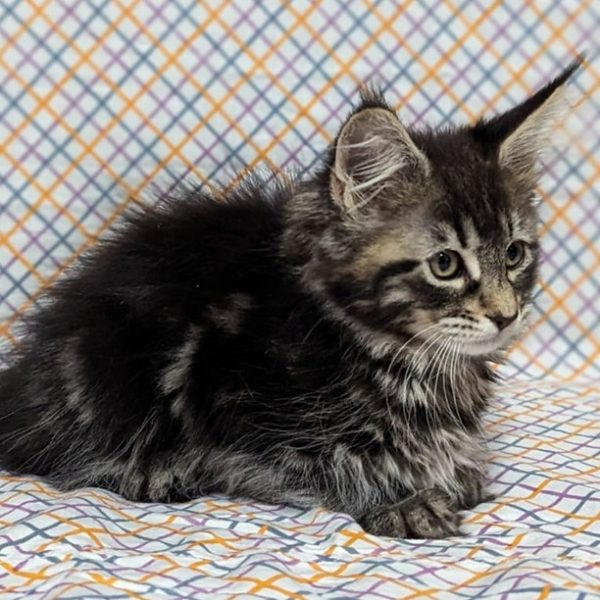 Maine Coon kitten Mimsy 5