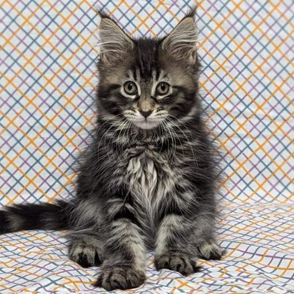 Maine Coon kitten - Mimsy