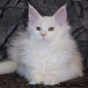 Maine Coon kitten - Pearl