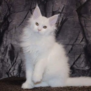 Maine Coon kitten Pearl 2