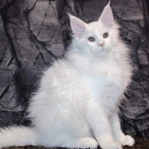 Maine Coon kitten - Pearl