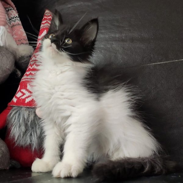 Maine Coon kitten - Piper