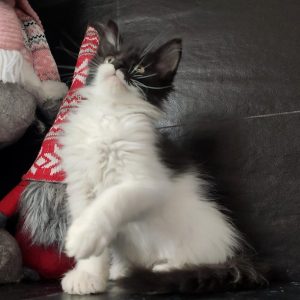 Maine Coon kitten Piper 3