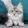 Maine Coon kitten - Raven