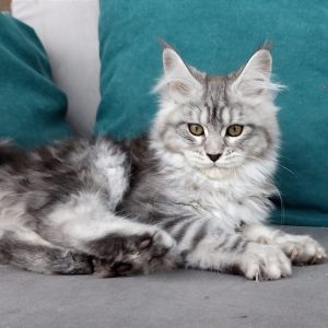 Maine Coon kitten Raven 2