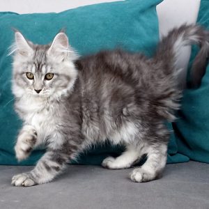 Maine Coon kitten Raven 3