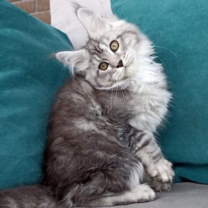 Maine Coon kitten Raven 4