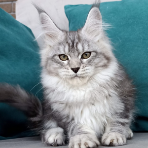 Maine Coon kitten Raven 5