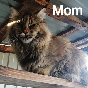 Maine Coon kitten Raven 6