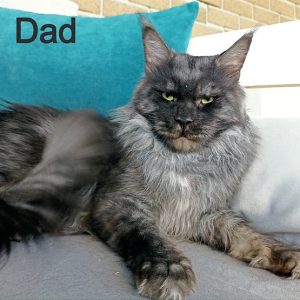 Maine Coon kitten Raven 7