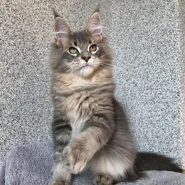 Maine Coon kitten - Romeo