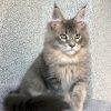 Maine Coon kitten - Romeo