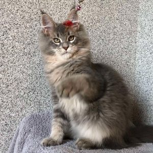 Maine Coon kitten - Romeo