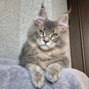 Maine Coon kitten - Romeo