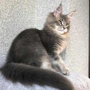 Maine Coon kitten - Romeo