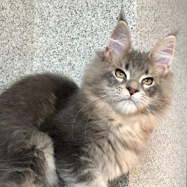 Maine Coon kitten - Romeo