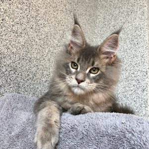 Maine Coon kitten - Romeo