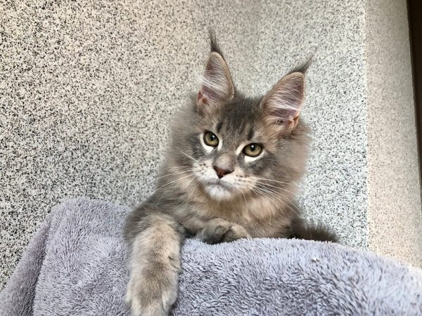 Maine Coon kitten - Romeo