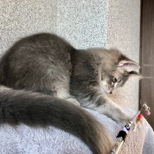 Maine Coon kitten - Romeo