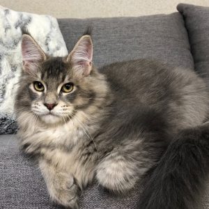 Maine Coon kitten - Saint