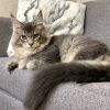 Maine Coon kitten - Saint