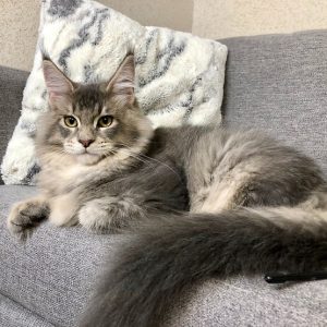 Maine Coon kitten Saint 2