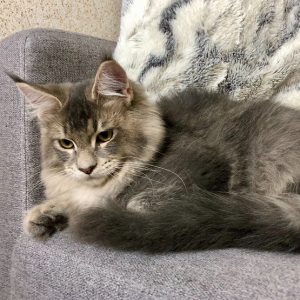 Maine Coon kitten Saint 3