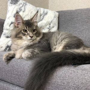 Maine Coon kitten Saint 4