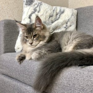 Maine Coon kitten Saint 5