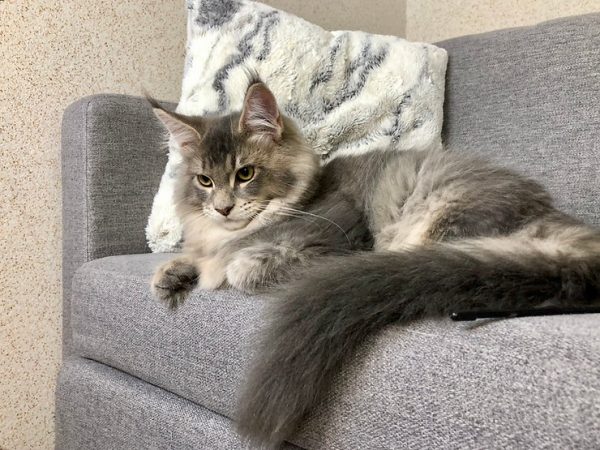 Maine Coon kitten Saint 5