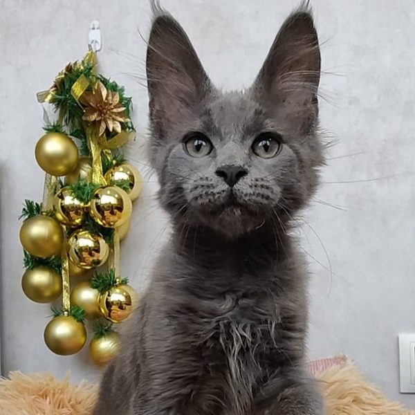 Maine Coon kitten - Snowball