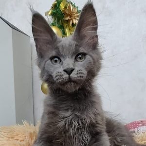 Maine Coon kitten Snowball 2