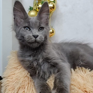 Maine Coon kitten Snowball 3