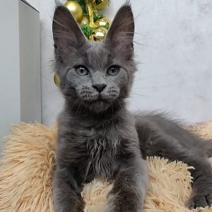 Maine Coon kitten - Snowball