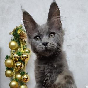 Maine Coon kitten Snowball 4