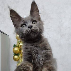 Maine Coon kitten Snowball 5