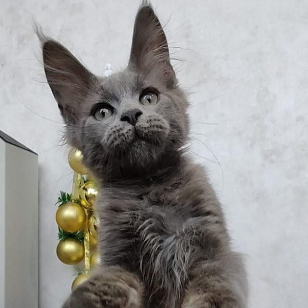 Maine Coon kitten Snowball 5