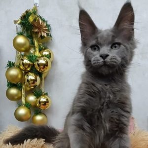 Maine Coon kitten Snowball 6