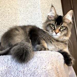 Maine Coon kitten - Sonny