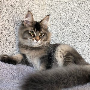 Maine Coon kitten - Sonny